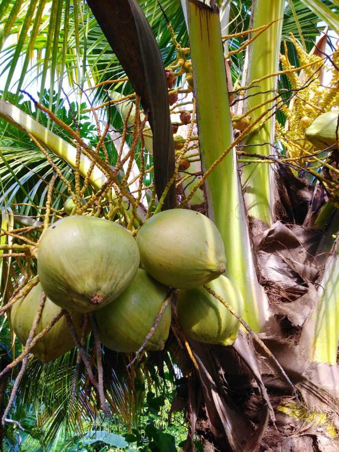 Ti Coco Hébergement de vacances